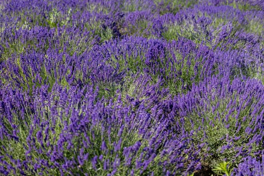 Picturesque meadow of blooming flowers of lavender, beauty of nature