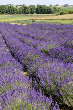 Picturesque meadow of blooming flowers of lavender, beauty of nature