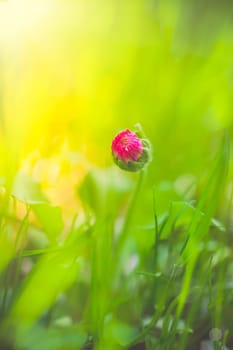 Unique Bellis, English daisy, bud flower in green grass macro shot with sunlighr rays and copy space