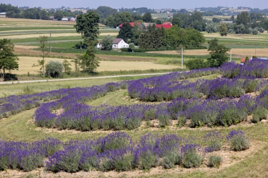 Picturesque meadow of blooming flowers of lavender, beauty of nature