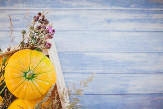 Top view of autumn orange pumpkins and dry flowers and grass in box thanksgiving background over blue toned wooden table with copy space. Template for fall harvest mood text