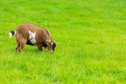 one brown goat eating of green grass at farm