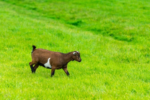one brown goat eating of green grass at farm