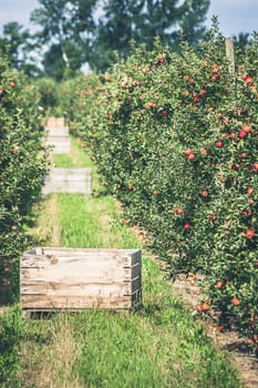 Apple orchard full of riped red fruits at sunny summer day