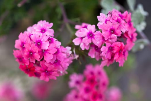 Verbena flowers on bokeh background. Shot with a selective focus
