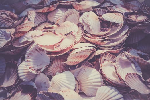 Heap of scallop shells as a background texture