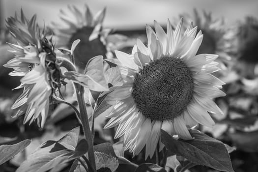 Sunflowers Field view. Black and white shot with a selective focus