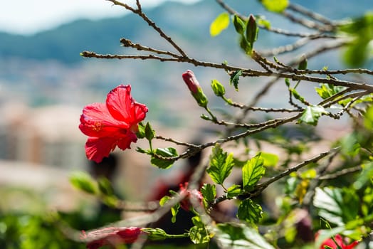 Red Hibiscus flower on a tree. Shot with a selective focus