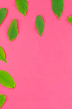 Creative flat lay top view pattern with fresh green leaves on bright pink background with copy space in minimal pop art style, template for text