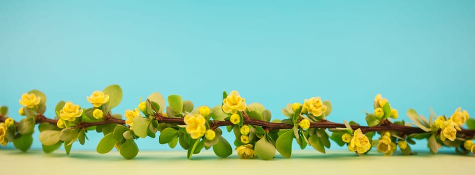 Spring blossoming barberry branch with green leaves, barbs and yellow flowers on pastel color paper background with copy space in minimal style, long wide banner