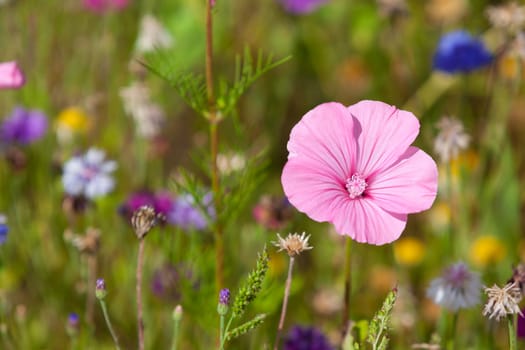 Wildflowers on a meadow in a sunny day. Shot with a selective focus