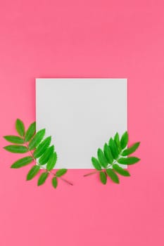 Creative flat lay top view white letter mock up with fresh green rowan tree leaves on bright pink background with copy space in minimal duotone pop art style, template for text