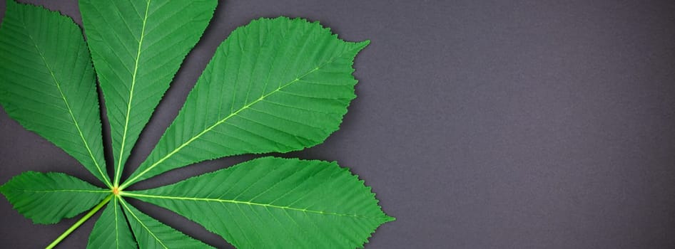Creative botanical flat lay top view pattern with fresh bright green chestnut leaves on black paper background with copy space in minimal style, plant frame template for text. Long wide banner