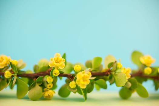 Spring blossoming barberry branch with green leaves, barbs and yellow flowers on pastel color paper background with copy space in minimal style, template for text