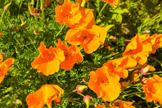 Orange poppies in a summer meadow on sunny day. Horizontal shot