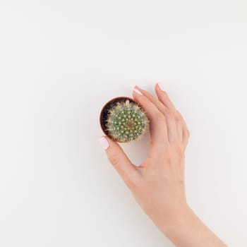 Square flat lay of woman hand holding small pot with green decorative cactus plant with copy space isolated on white background in minimalism style. Template for feminine blog, social media
