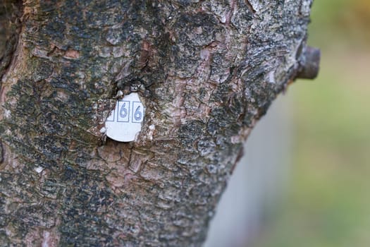 Plaque with the number of a tree ingrown into tree bark in a Park in Germany