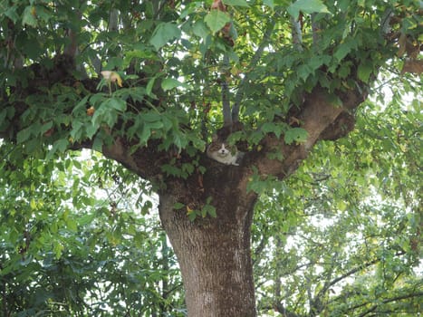 grey tabby cat on ashleaf maple tree
