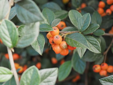 franchet cotoneaster plant scientific name Cotoneaster franchetii