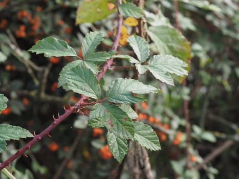wild blackberry plant scientific name Rubus ulmifolius