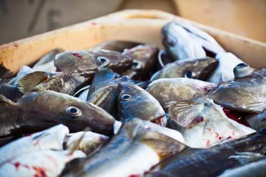 Catch of the day - Fresh Fish in Shipping Container. Horizontal shot