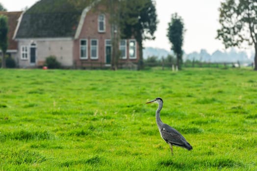 Wild grey heron on a bright green grass in a dutch countryside