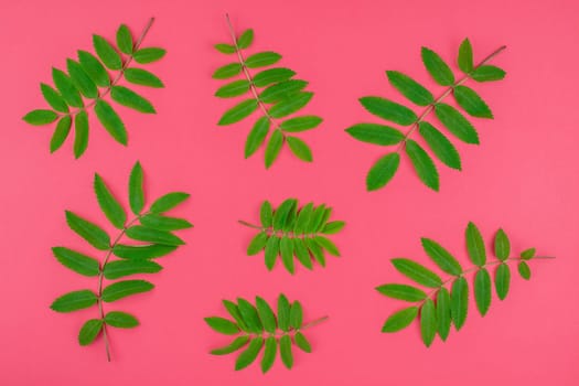 Creative flat lay top view pattern with fresh green rowan tree leaves on bright pink background with copy space in minimal duotone pop art style, frame template for text