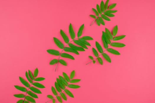Creative flat lay top view pattern with fresh green rowan tree leaves on bright pink background with copy space in minimal duotone pop art style, frame template for text