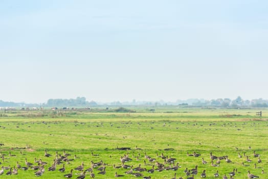 Lots of wild geese searching food on the meadow in Netherlands
