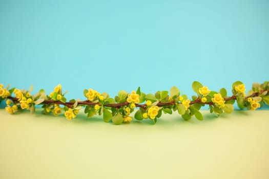 Spring blossoming barberry branch with green leaves, barbs and yellow flowers on pastel color paper background with copy space in minimal style, template for text