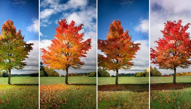 canadian maple tree in different seasons, AI generated image