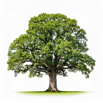 oak tree cut out over white background, AI generated image