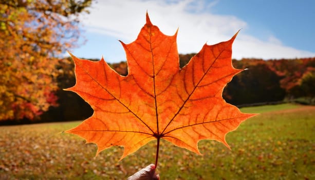 leaf of maple acer tree scientific name Acer Rubrum, AI generated image