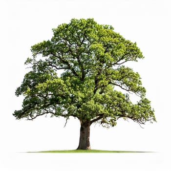 oak tree cut out over white background, AI generated image
