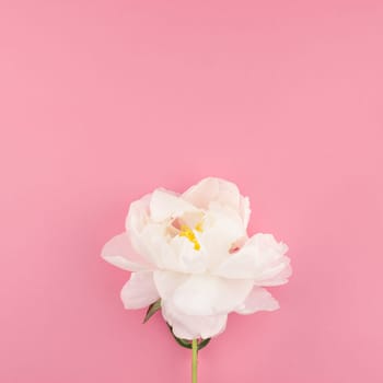 Blooming white peony flowers on square color paper background with copy space in minimal style, template for postcard, lettering, text your design. Wedding invitation and celebration greeting concept