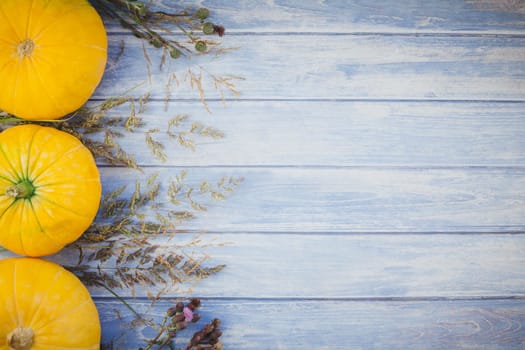 Top view of autumn orange pumpkins and dry flowers and grass thanksgiving background over blue toned wooden table with copy space. Template for fall harvest mood text