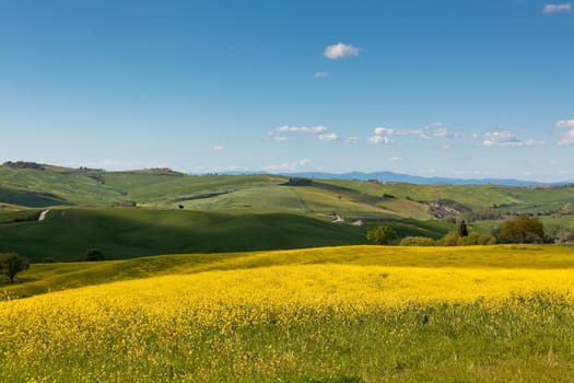 Outdoor Tuscan Val d'Orcia green and yellow fields view with blue sky.