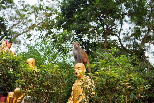Portrait of monkey sitting on head statue of monk. horizontal shot