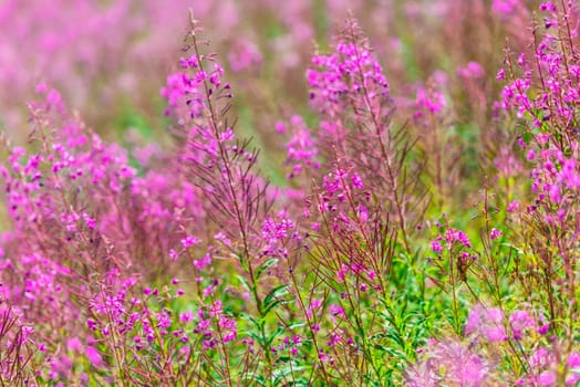 Fluffy pink fireweed flowers. Close up shot
