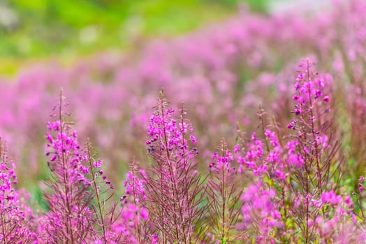 Fluffy pink fireweed flowers. Close up shot