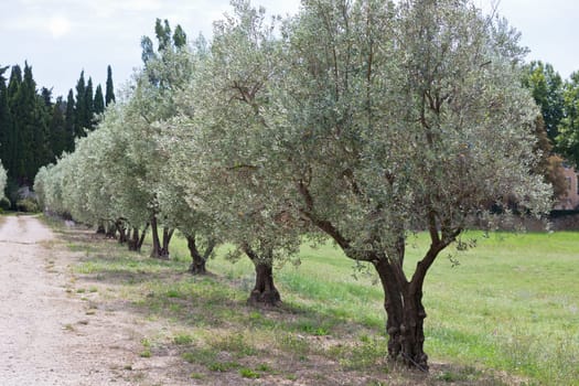 Olives alley in Provence, France. Horizontal filtered shot