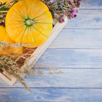 Square Top view of autumn orange pumpkins and dry flowers and grass in box thanksgiving background over blue toned wooden table with copy space. Template for fall harvest mood text