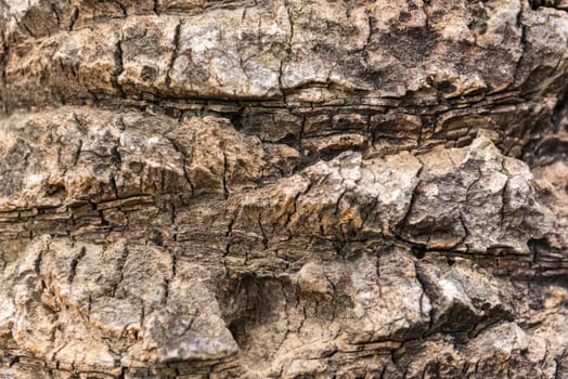 old dry palm tree rind texture close up