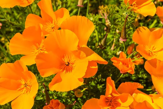 Orange poppies in a summer meadow on sunny day. Horizontal shot