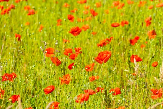 Red poppies in a summer meadow on sunny day. Horizontal shot