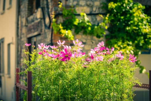 Blooming cosmos flowers on a town street background