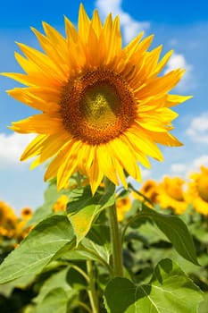 Sunflowers Field. Bright Blue Sky. Horizontal shot