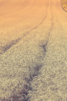 Ripe Cereal field. Filtered Shot with a selective focus