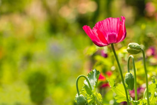 Red poppy in a summer meadow on sunny day. Horizontal shot
