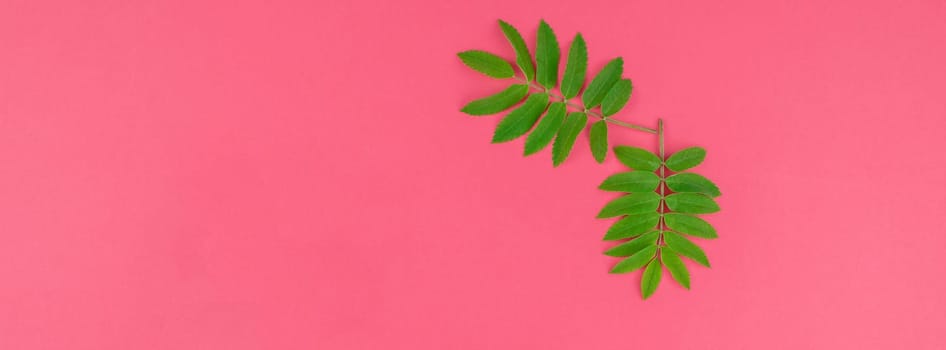 Creative flat lay top view pattern with fresh green rowan tree leaves on bright pink background with copy space in minimal duotone pop art style, frame template for text. Long wide banner
